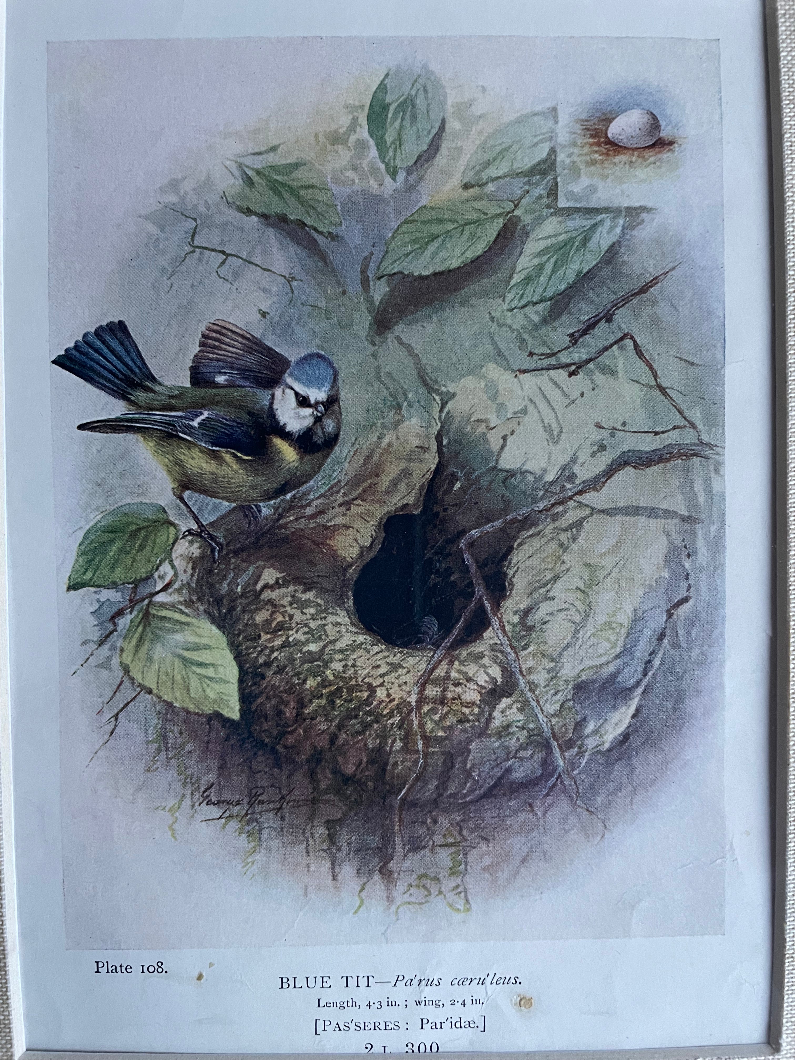 19th Century Bird Illustration with Linen Mount - Blue Tit