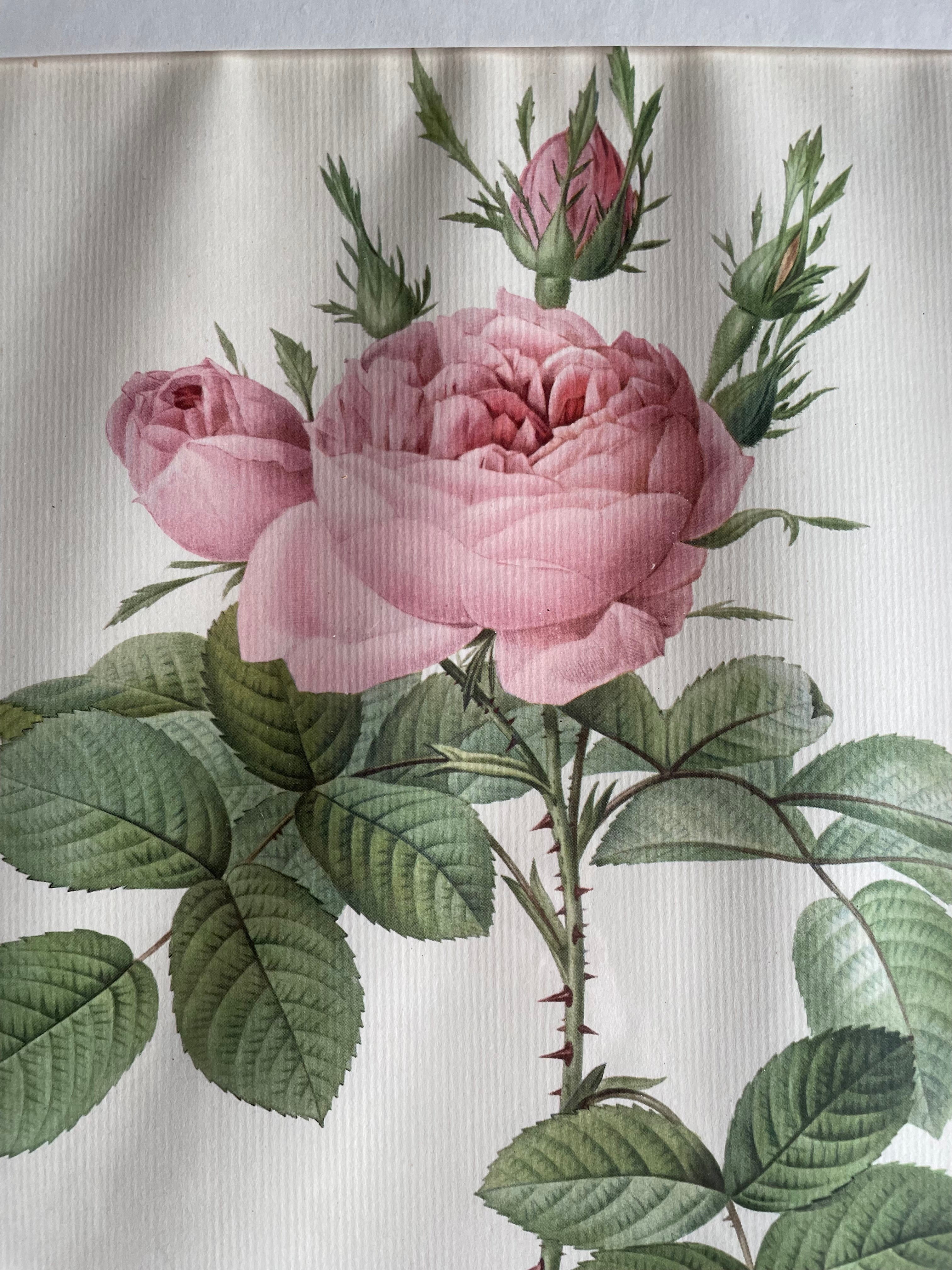 Framed 19th Century Botanical Illustration of Roses