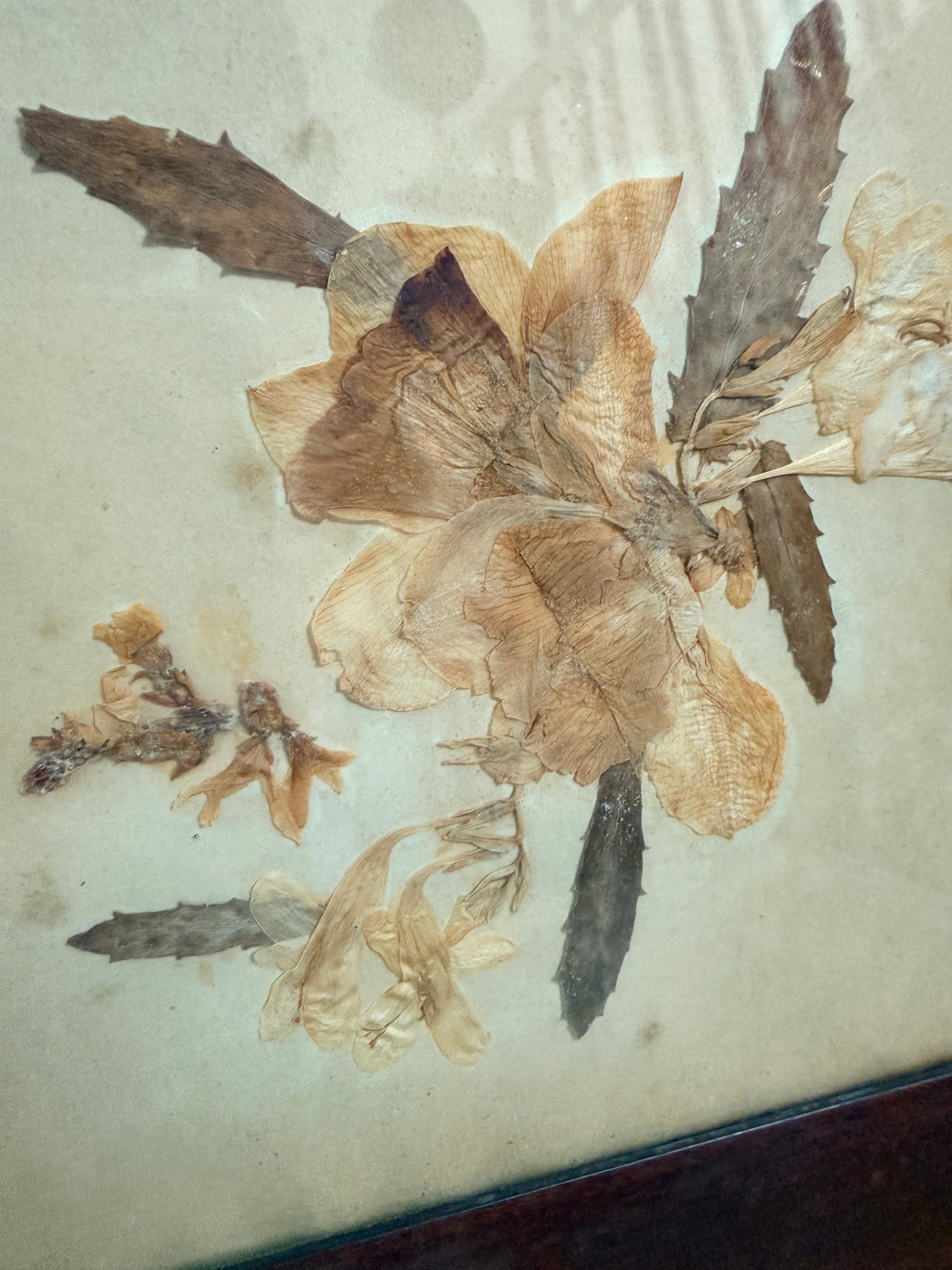 Framed 19th Century Victorian Pressed Flowers – Reclectic