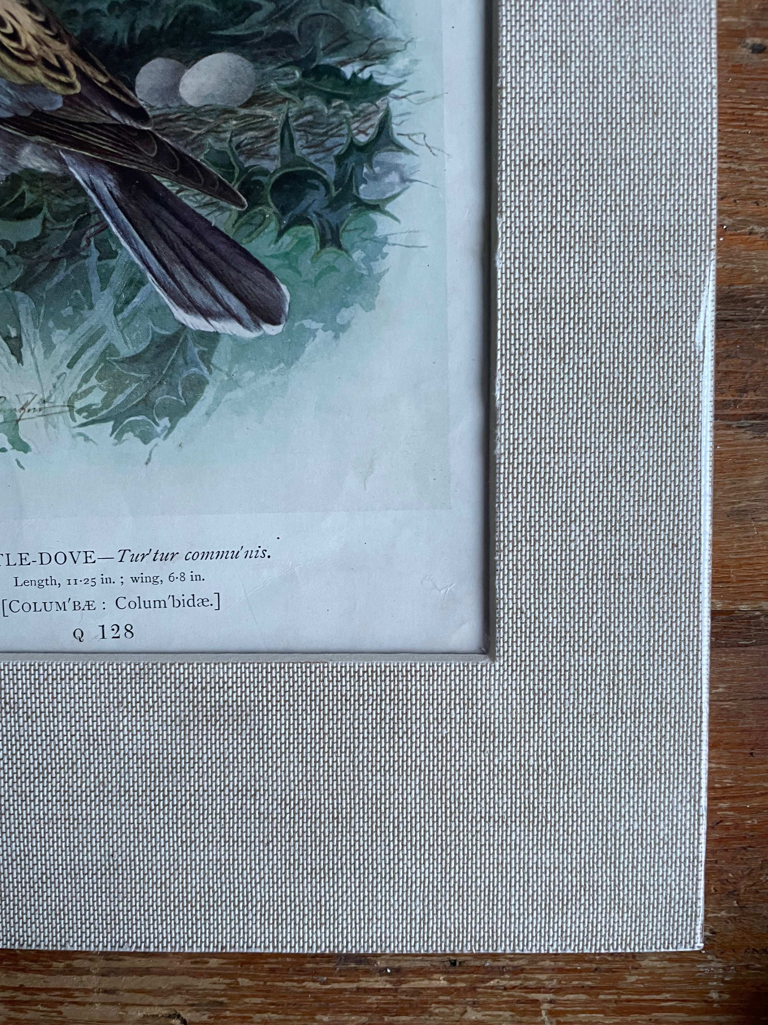 19th Century Bird Illustration with Linen Mount - Turtle Dove: Was £30 now £21 at checkout