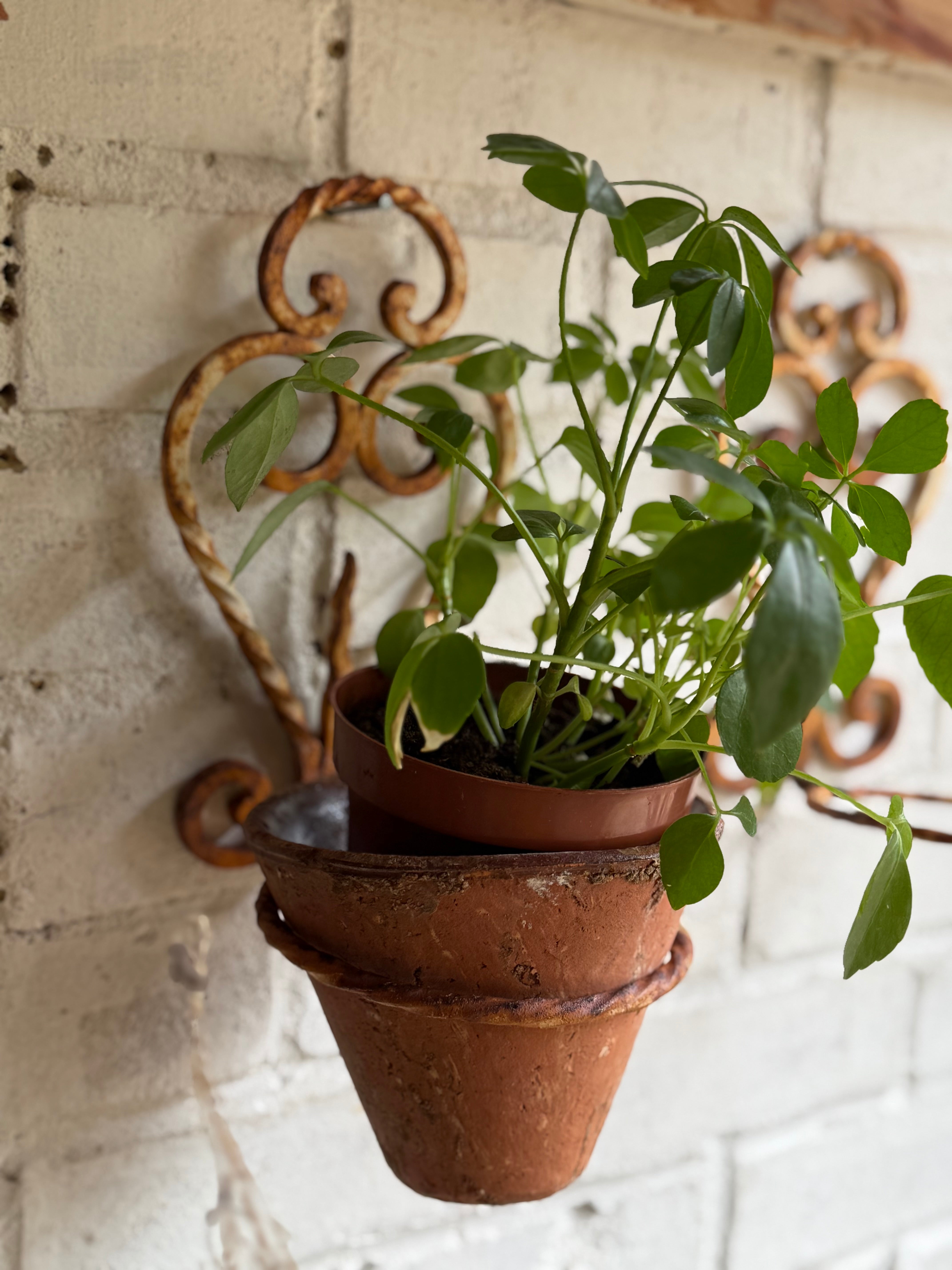 Rustic French Iron Plant Holder with Antique Resin Pot 2