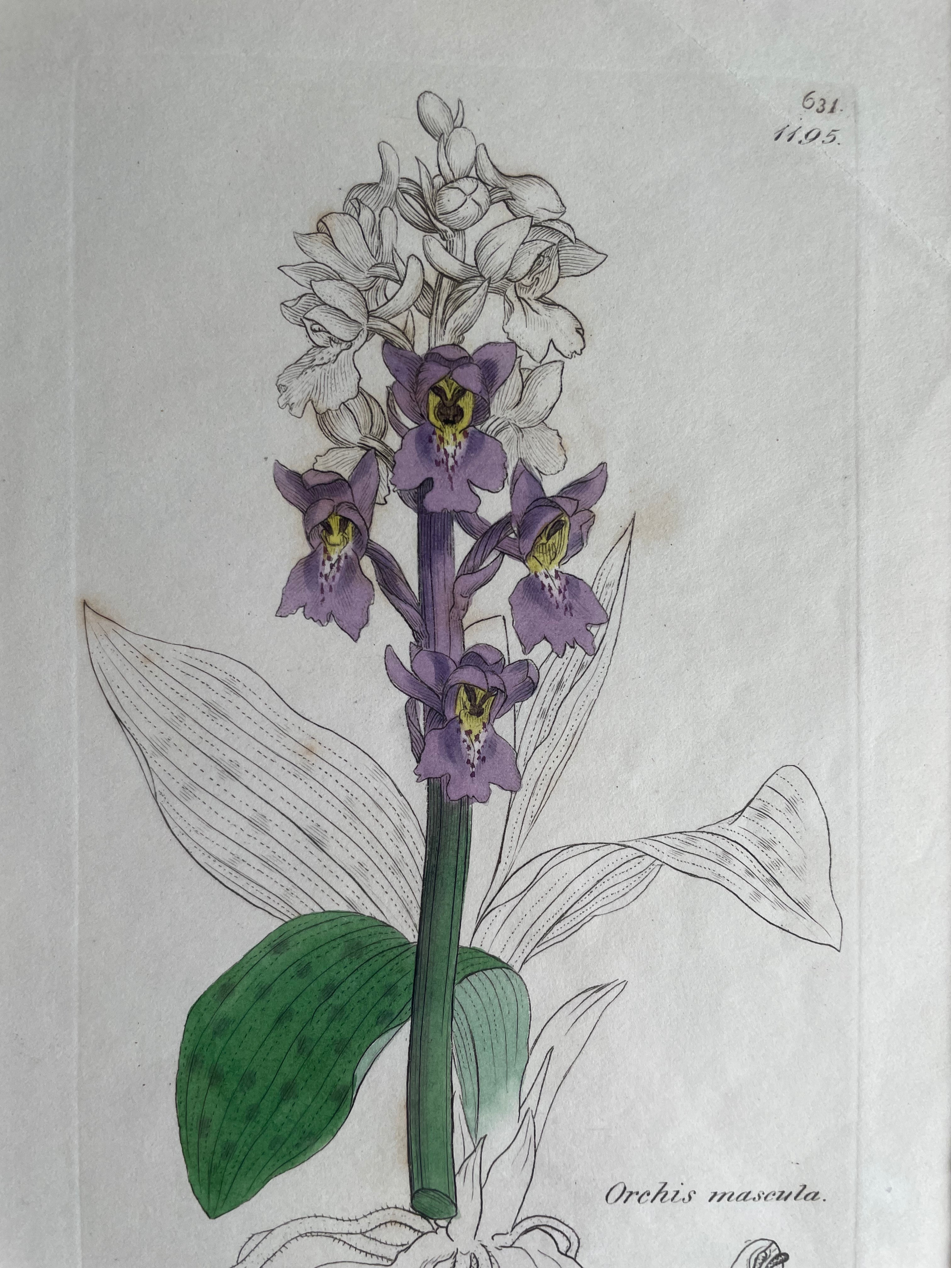 19th Century Botanical Illustration with Linen Mount - Orchis Mascula