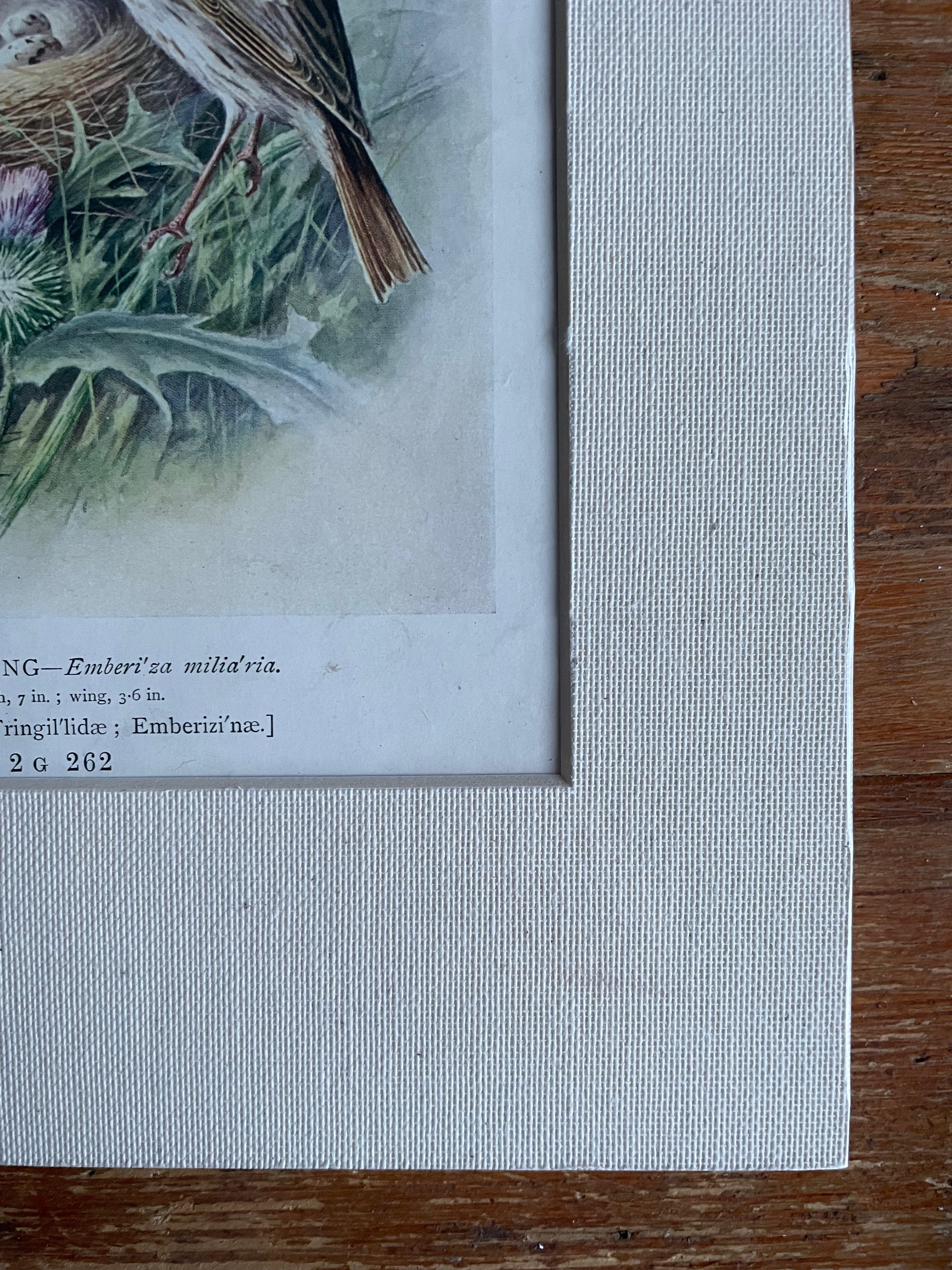 19th Century Bird Illustration with Linen Mount - Corn Bunting