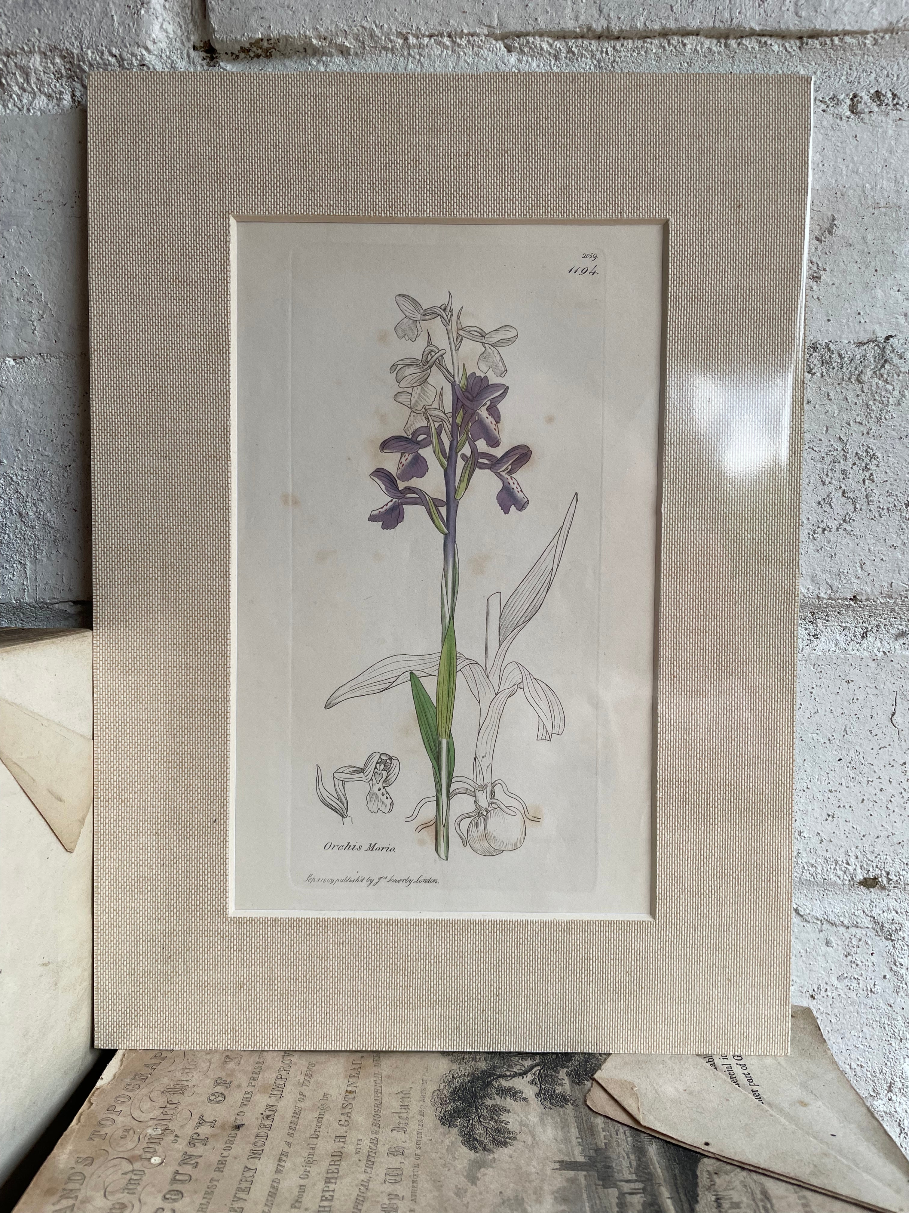 19th Century Botanical Illustration with Linen Mount - Orchis Morio