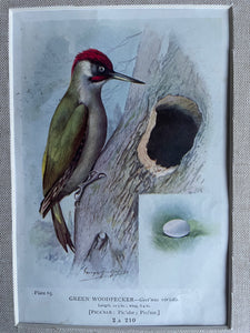 19th Century Bird Illustration with Linen Mount - Green Woodpecker