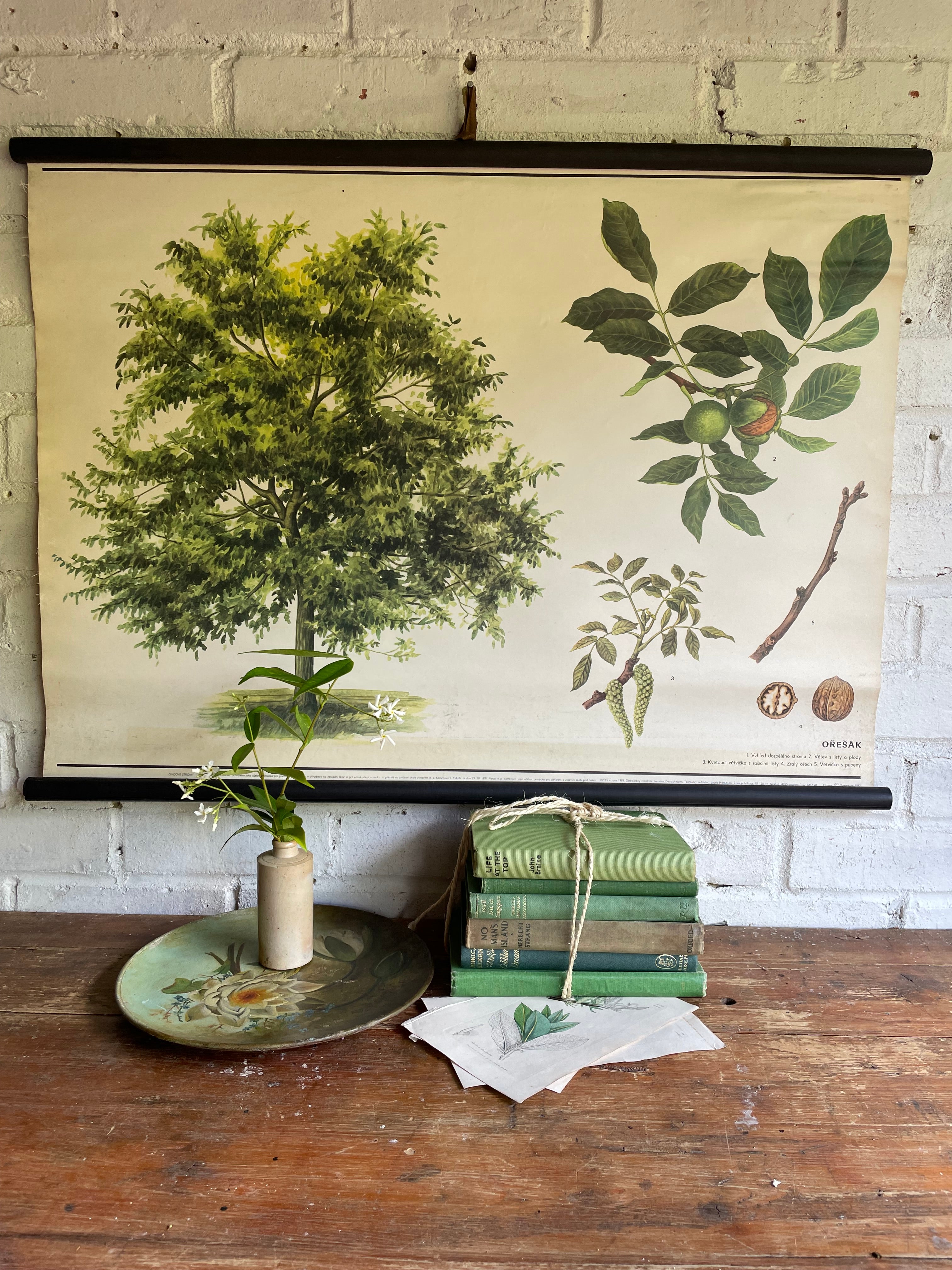 Vintage Botanical School Chart of a Walnut Tree