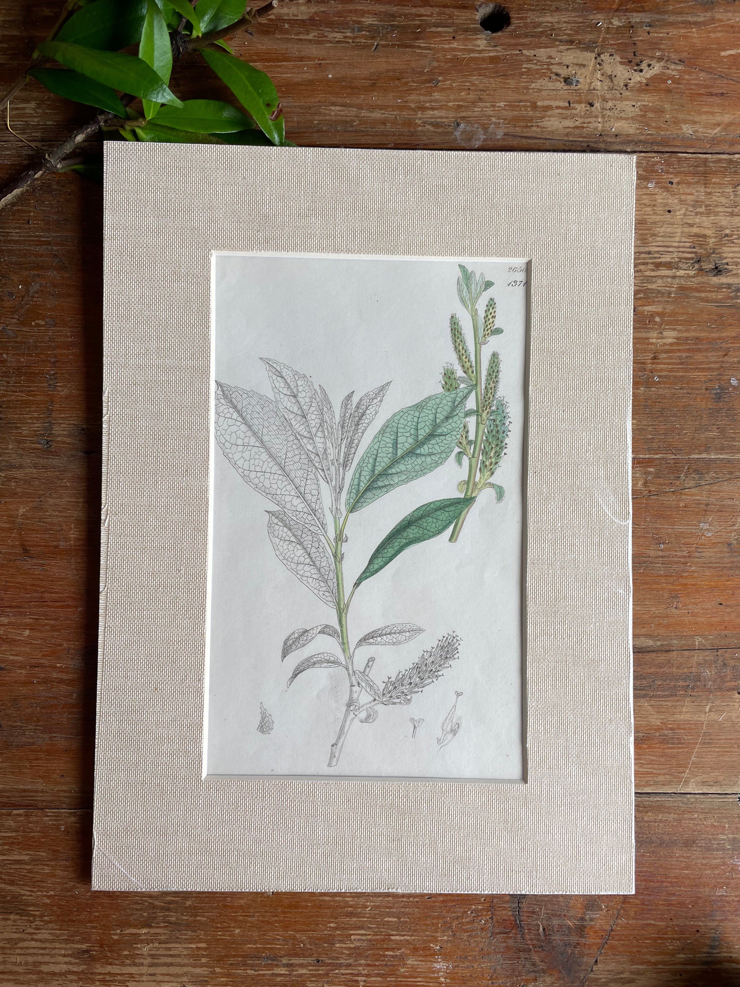 19th Century Botanical Illustration with Linen Mount - 2650