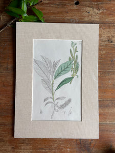 19th Century Botanical Illustration with Linen Mount - 2650