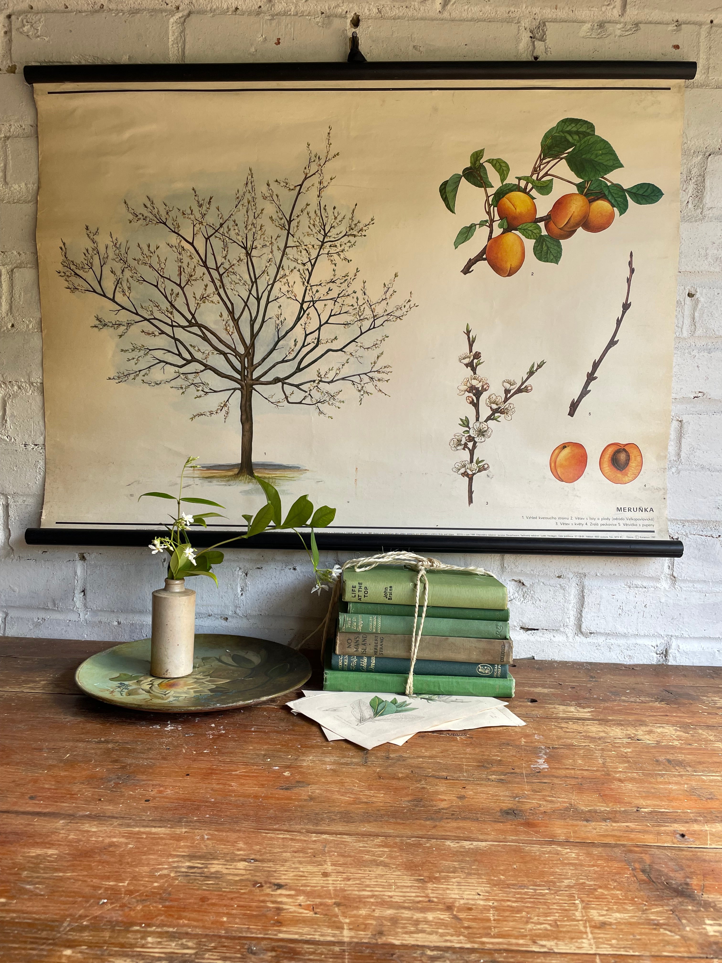 Vintage Botanical School Chart of an Apricot Tree