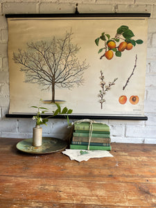 Vintage Botanical School Chart of an Apricot Tree