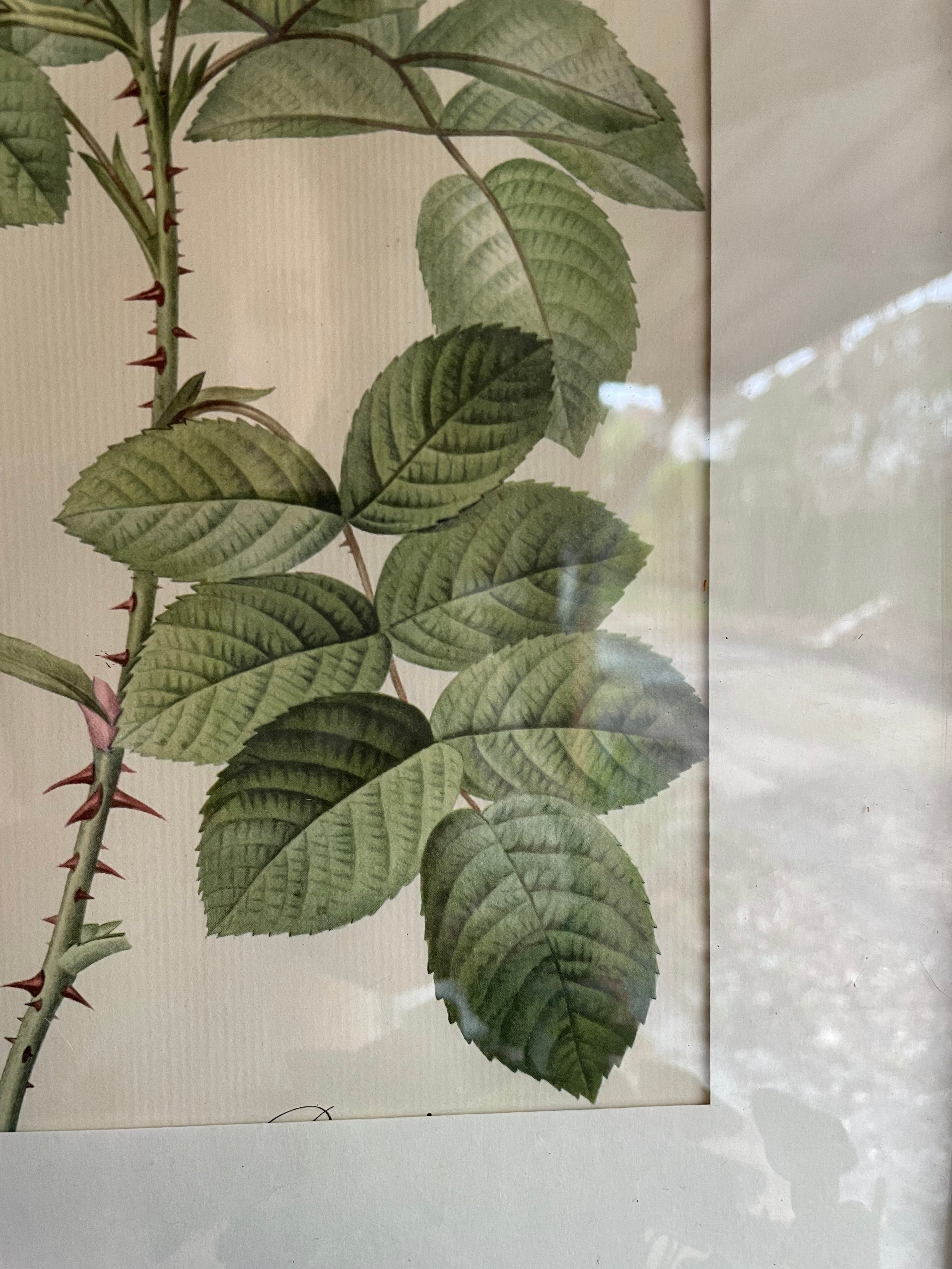 Framed 19th Century Botanical Illustration of Roses