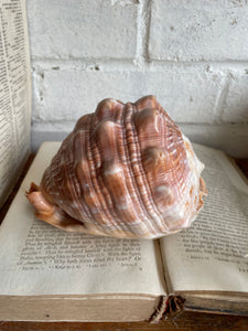 Old Conch Shell