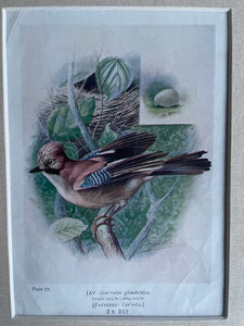 19th Century Bird Illustration with Linen Mount - Jay