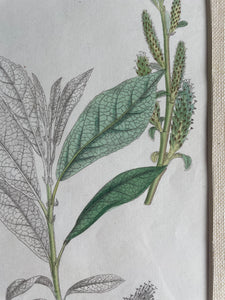 19th Century Botanical Illustration with Linen Mount - 2650