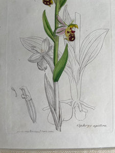 19th Century Botanical Illustration with Linen Mount - Orphrys Apifera