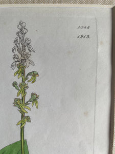 19th Century Botanical Illustration with Linen Mount - Listera Ovata