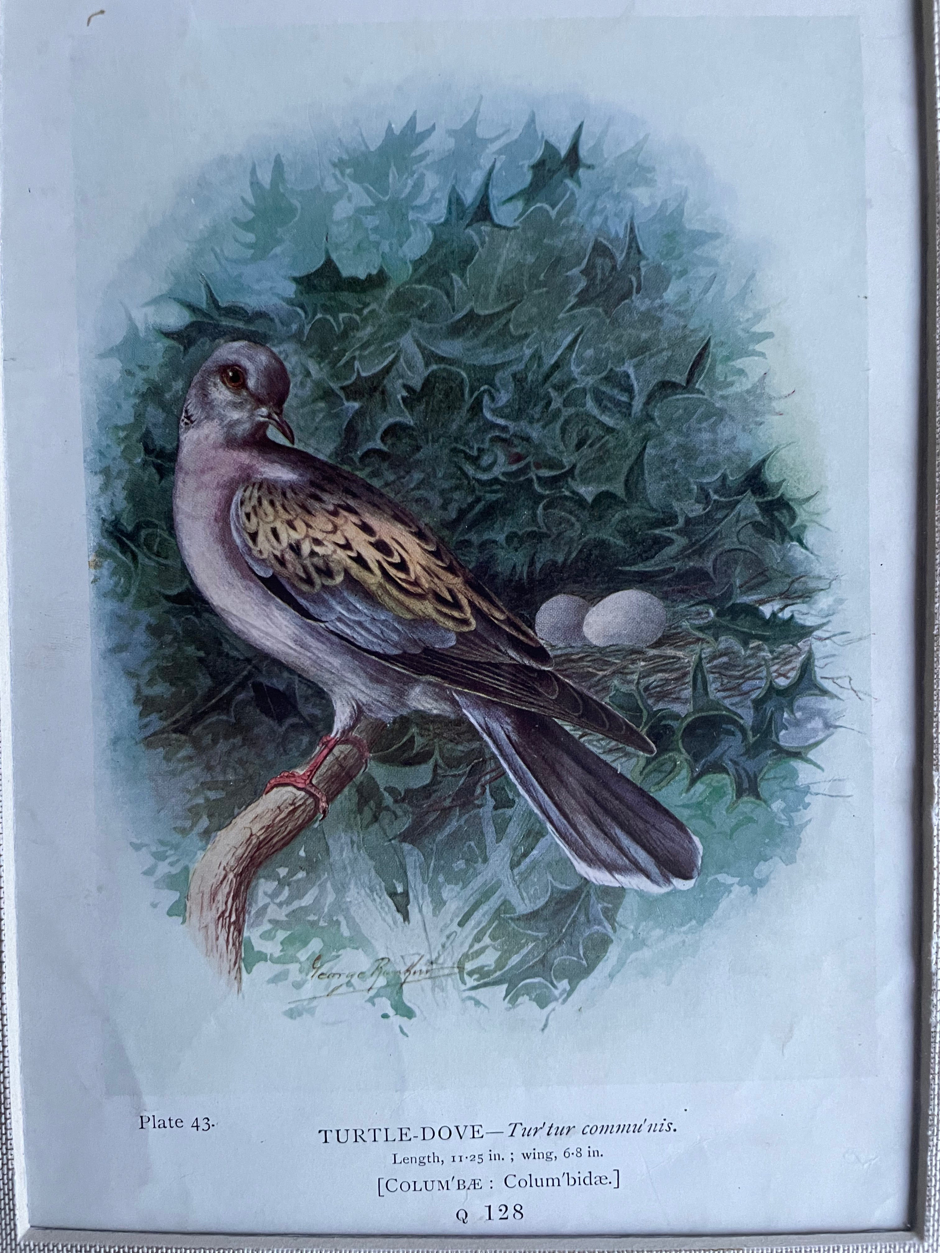 19th Century Bird Illustration with Linen Mount - Turtle Dove: Was £30 now £21 at checkout