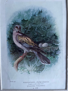 19th Century Bird Illustration with Linen Mount - Turtle Dove