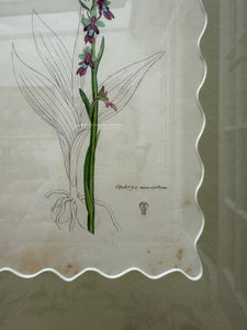 Bespoke Framed 19th Century Coloured Botanical Illustration