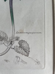 19th Century Botanical Illustration with Linen Mount - Lamium Purpureum