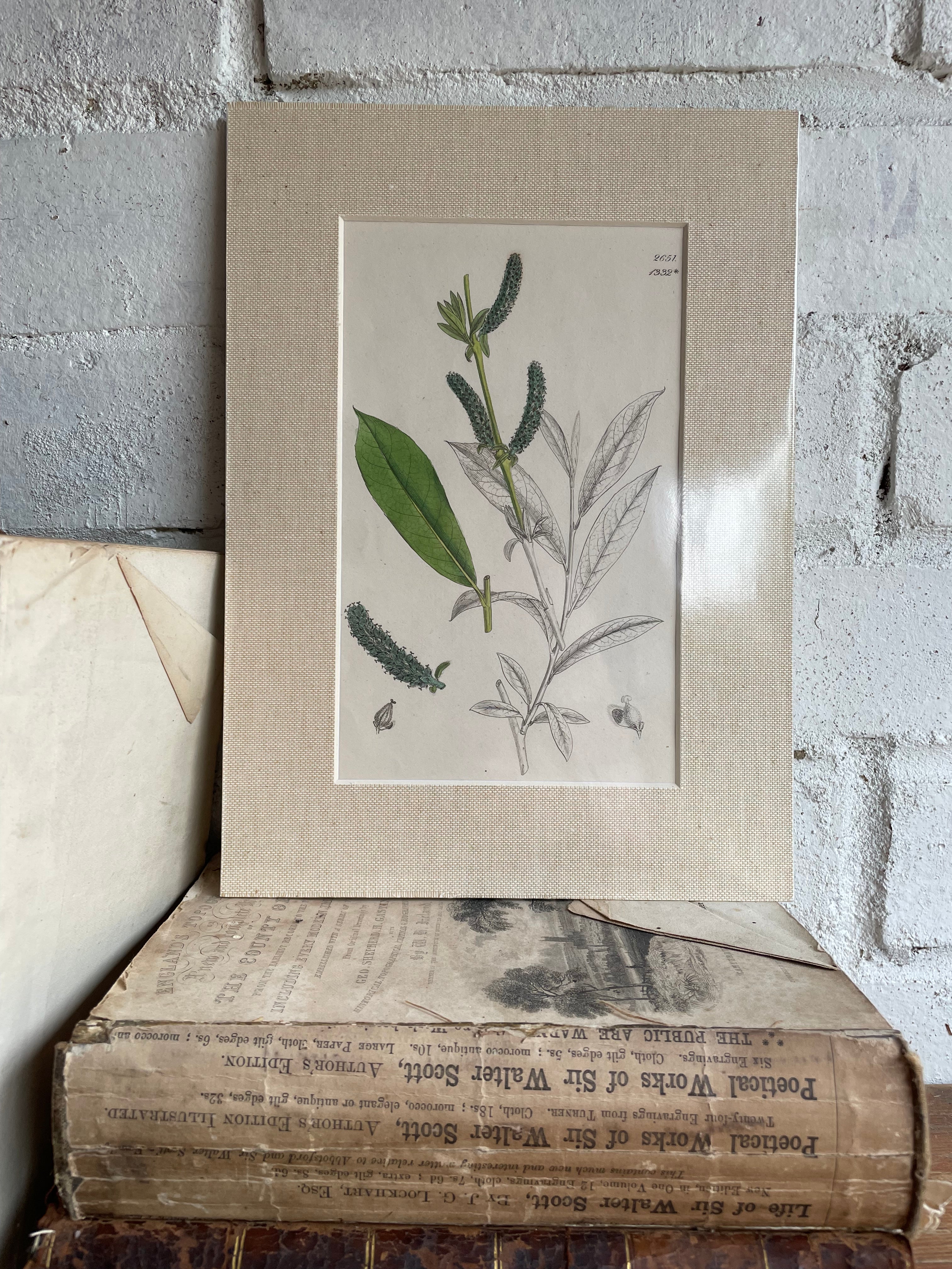 19th Century Botanical Illustration with Linen Mount - 2651