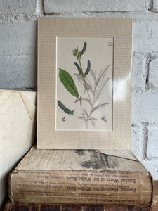 19th Century Botanical Illustration with Linen Mount - 2651