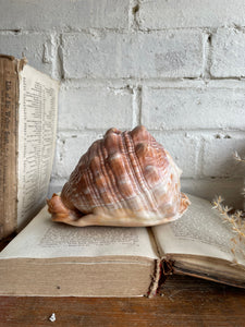 Old Conch Shell