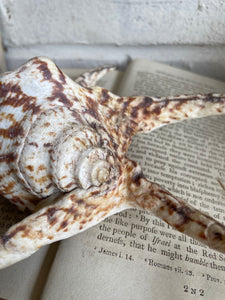 Spider Conch Shell