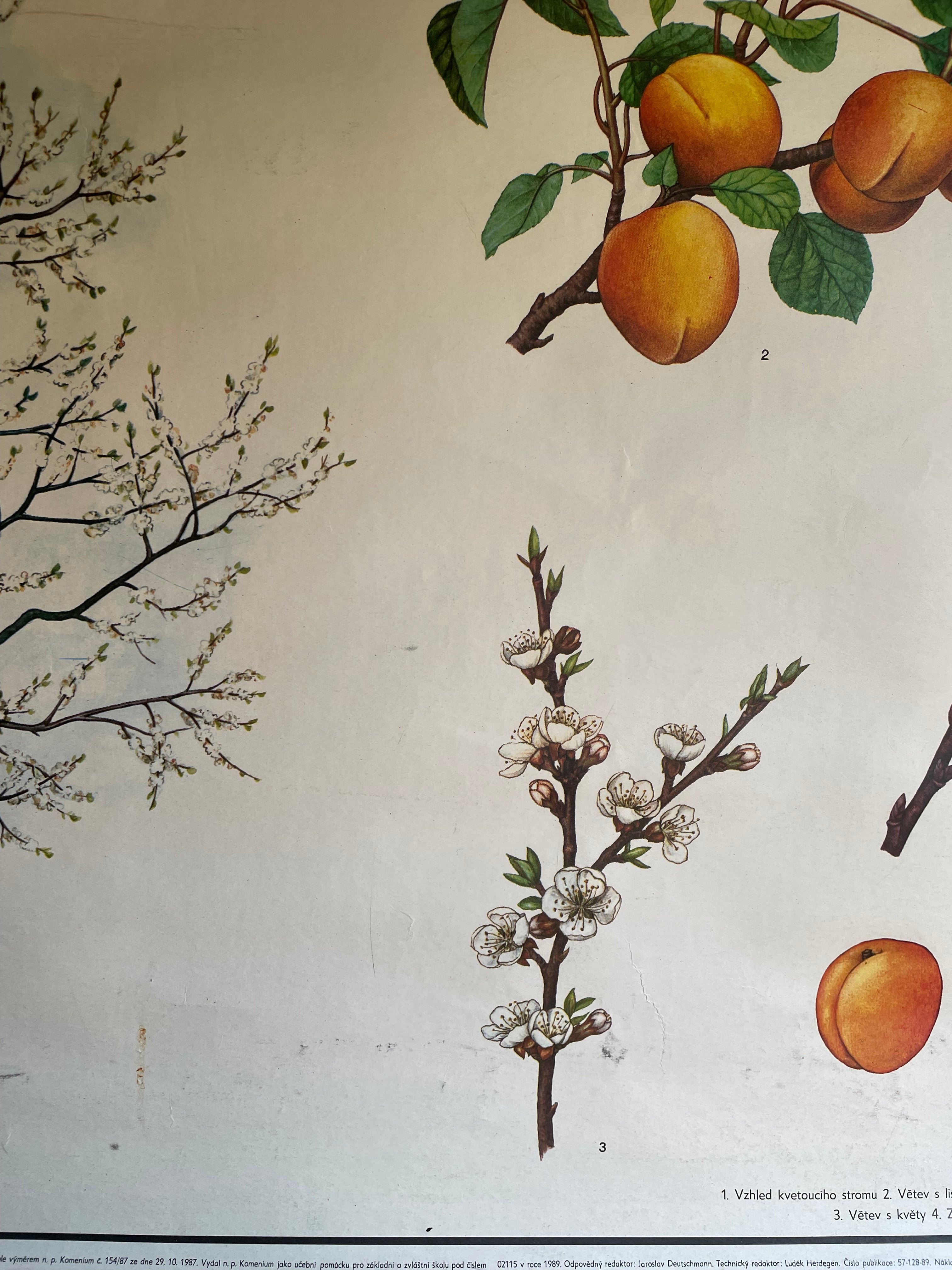 Vintage Botanical School Chart of an Apricot Tree