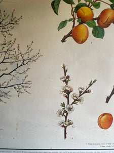Vintage Botanical School Chart of an Apricot Tree