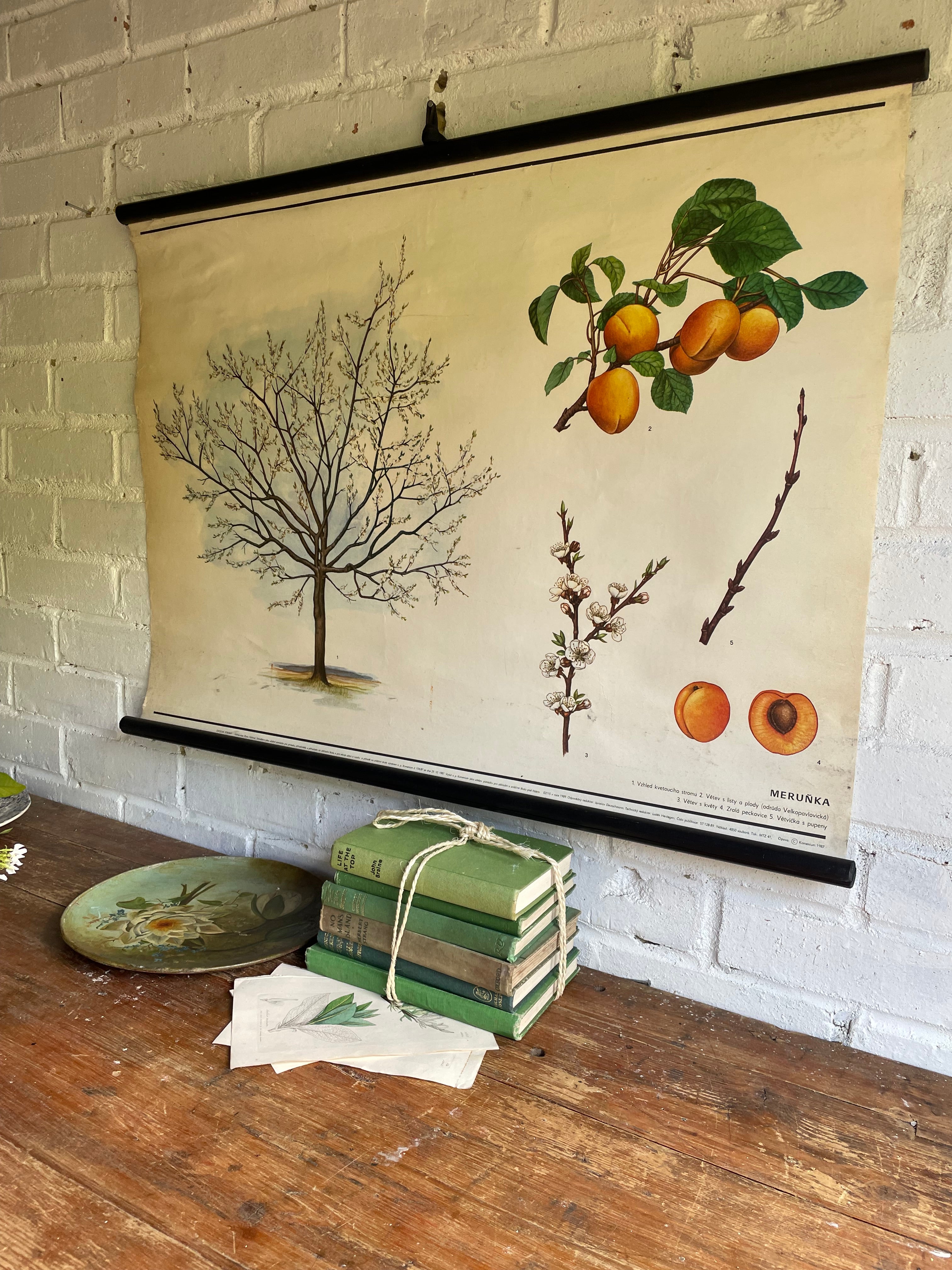 Vintage Botanical School Chart of an Apricot Tree