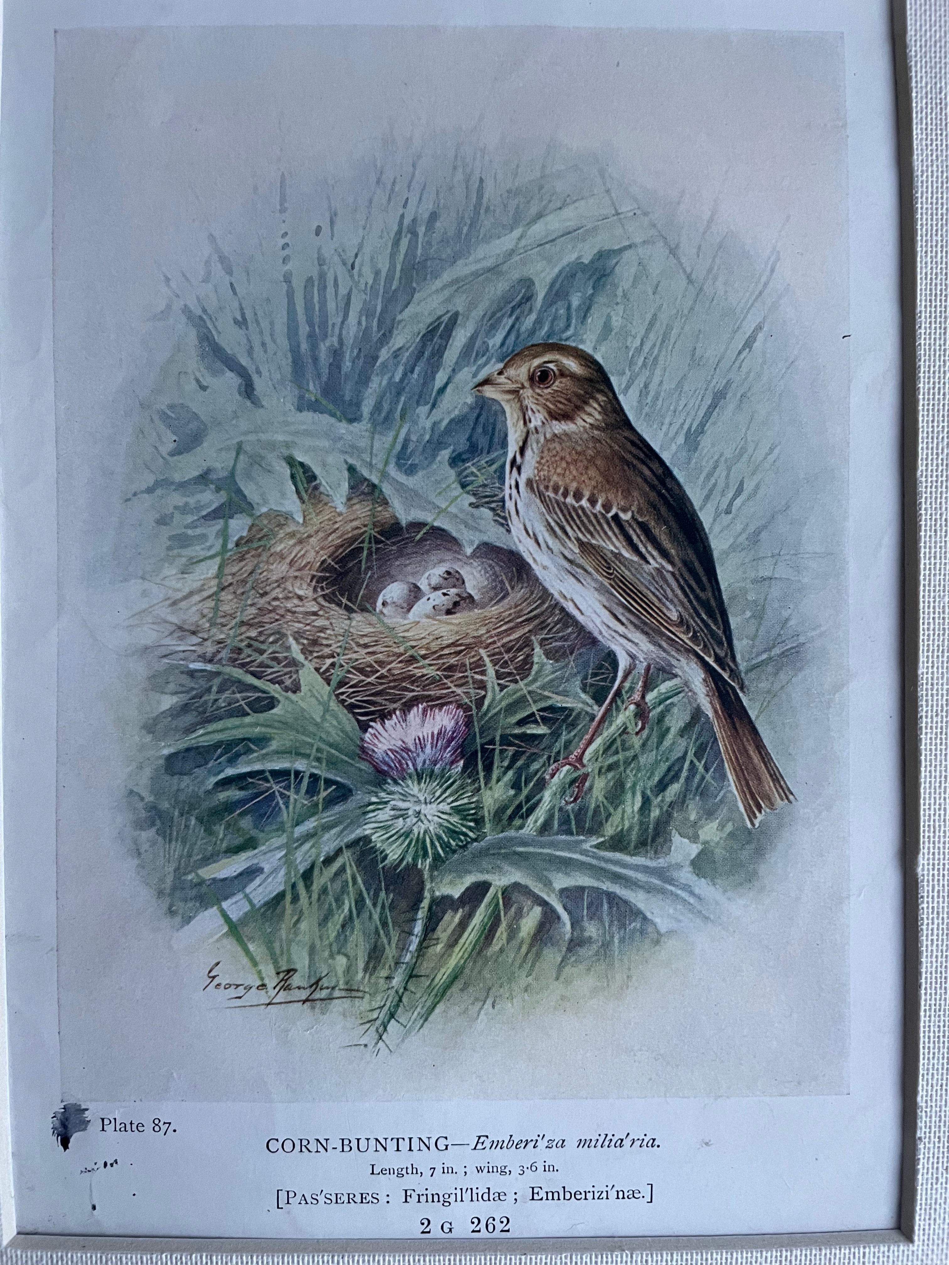 19th Century Bird Illustration with Linen Mount - Corn Bunting