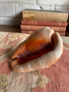 Old Conch Shell