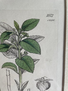 19th Century Botanical Illustration with Linen Mount - Mercurialis Perennis