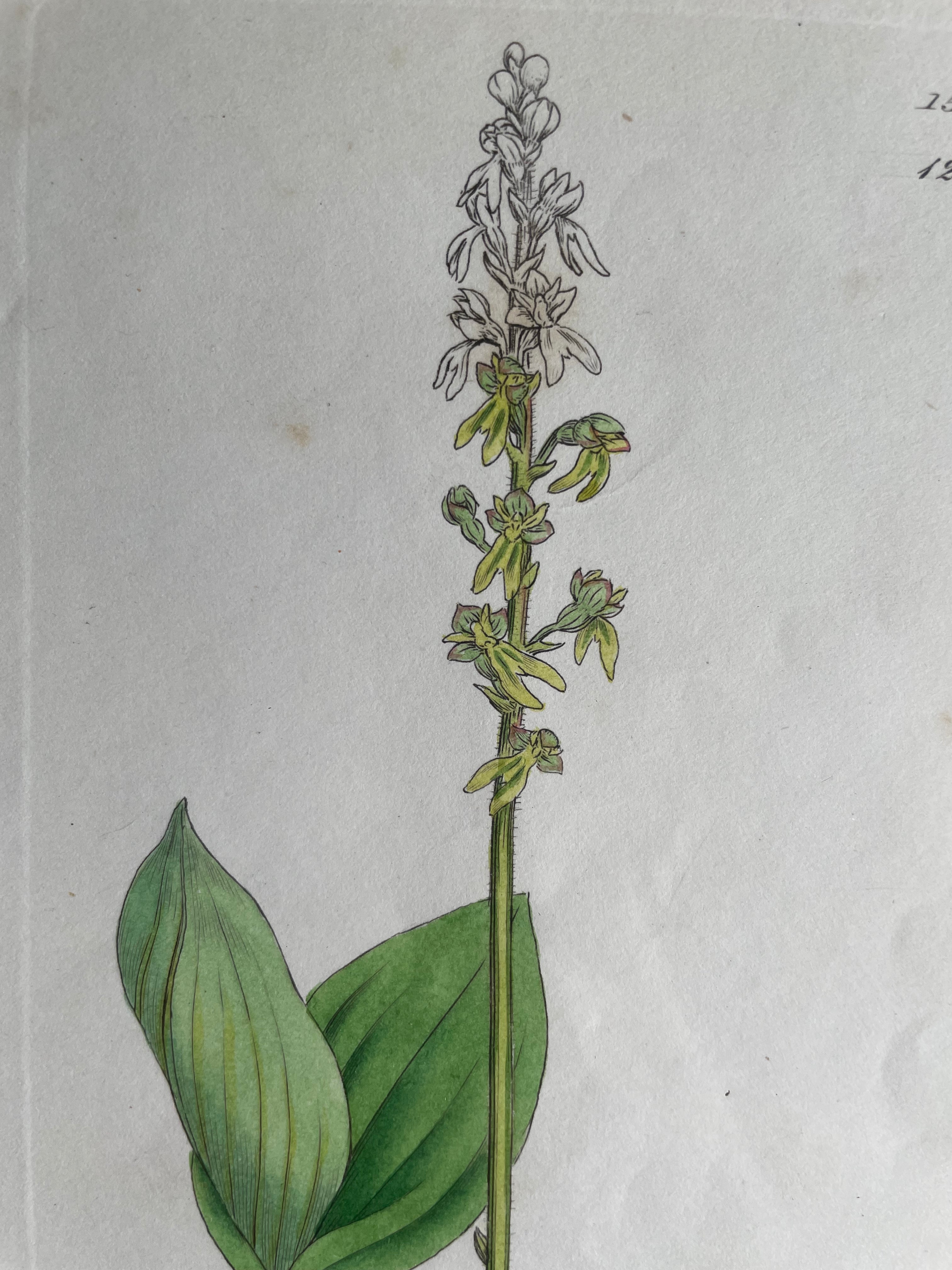 19th Century Botanical Illustration with Linen Mount - Listera Ovata