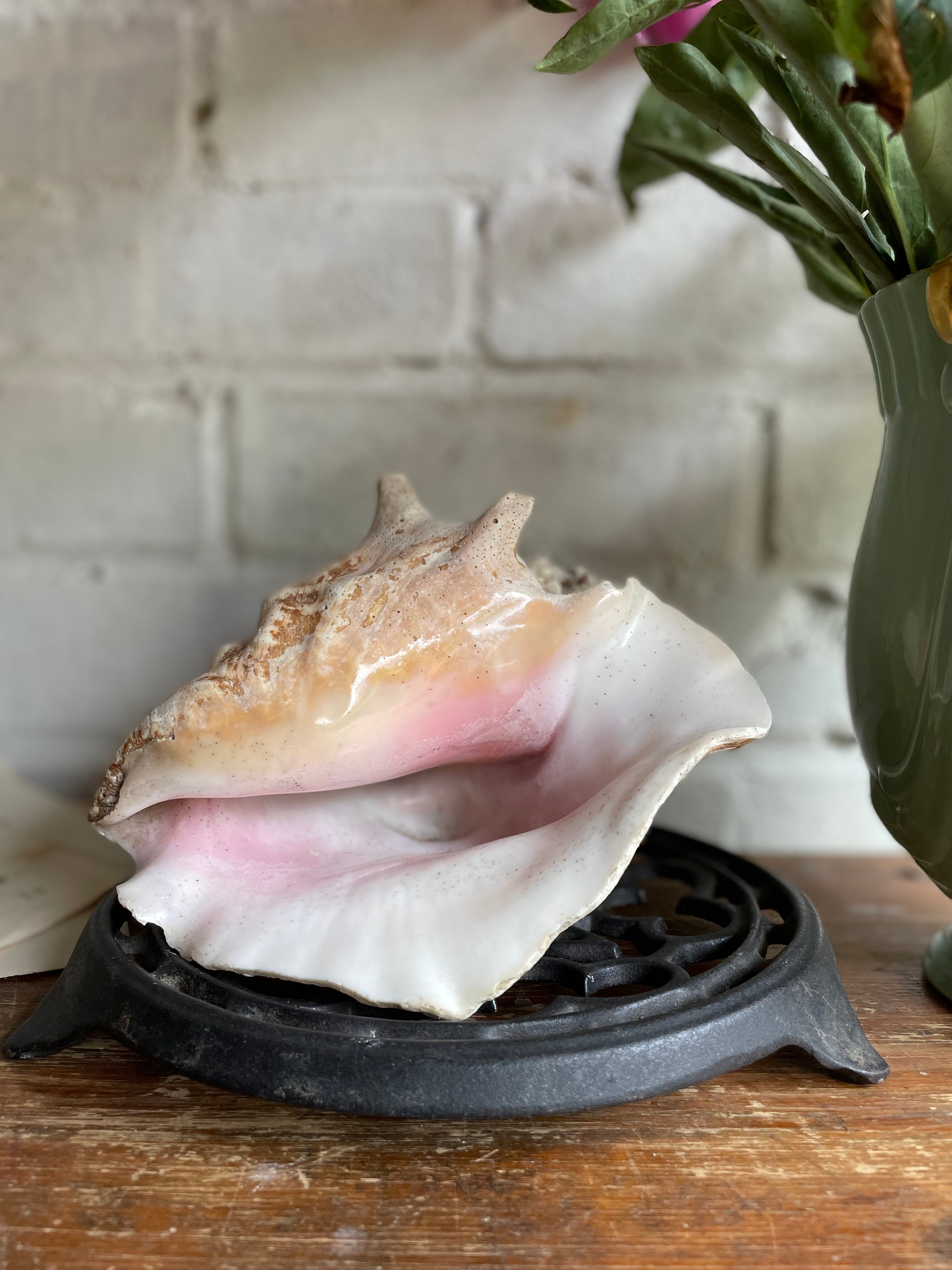 Mulex Shell Old Murex Shell – Reclectic