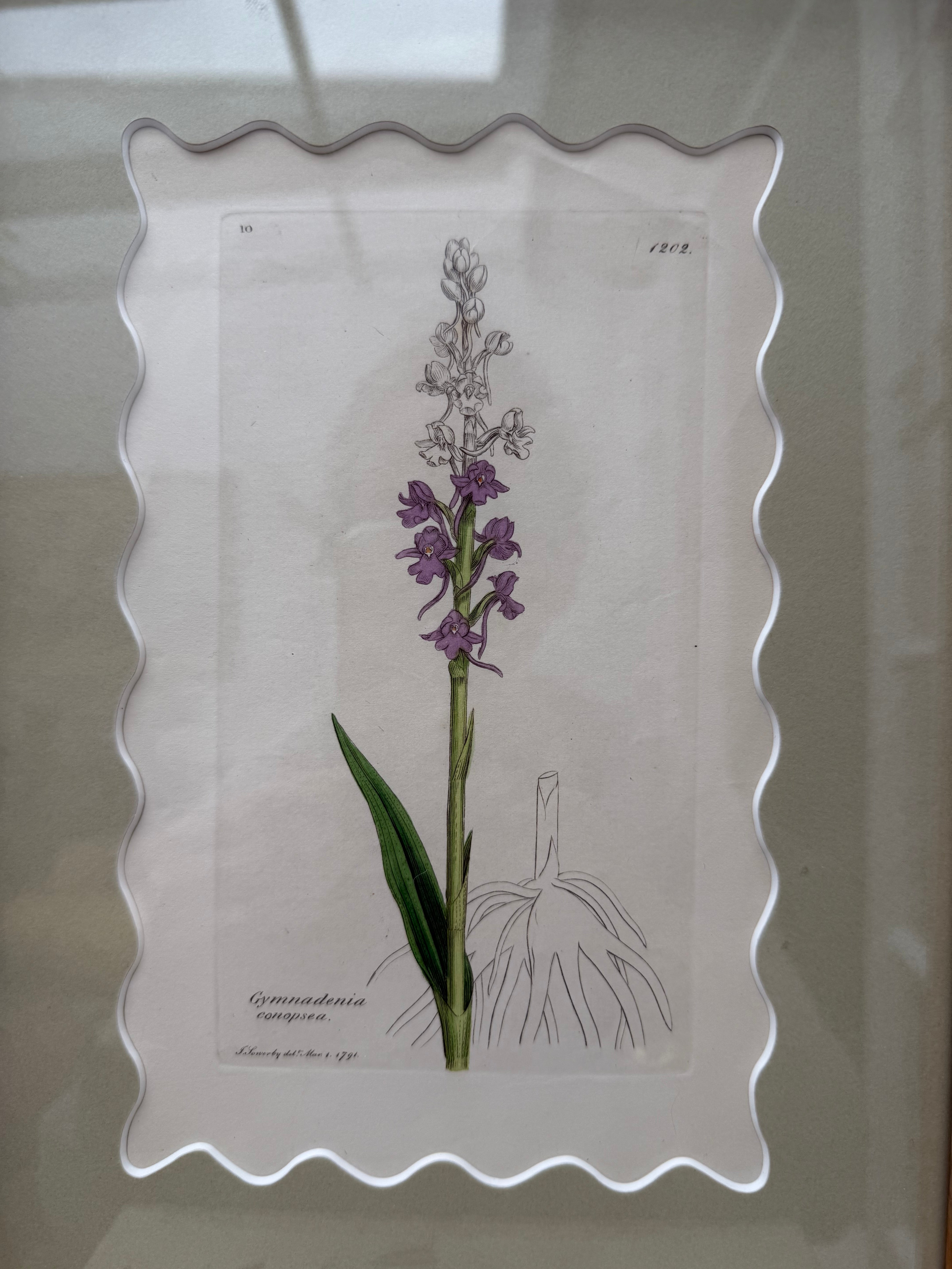 Bespoke Framed 19th Century Coloured Botanical Illustration
