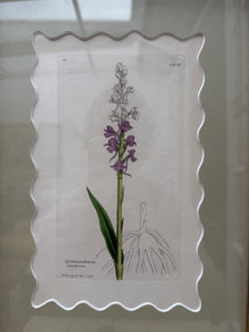 Bespoke Framed 19th Century Coloured Botanical Illustration
