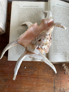 Spider Conch Shell