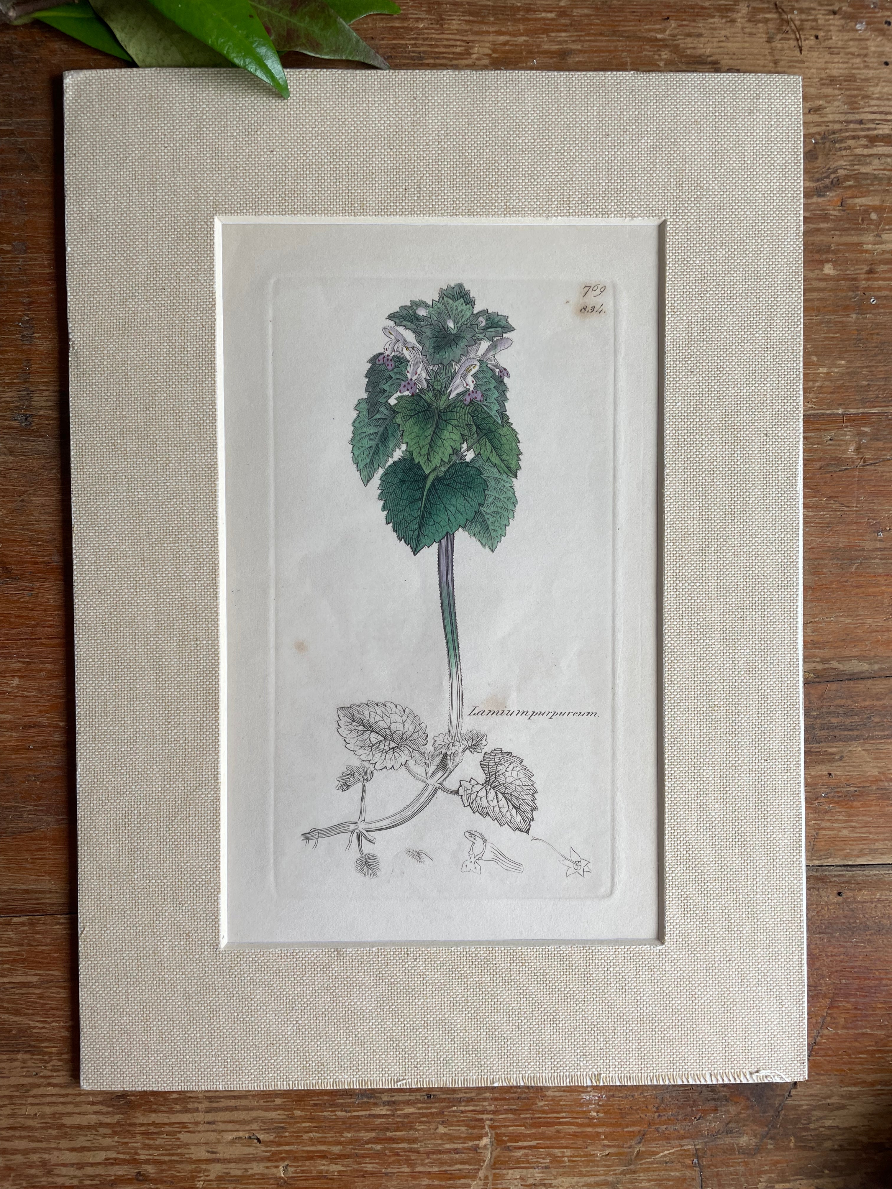 19th Century Botanical Illustration with Linen Mount - Lamium Purpureum
