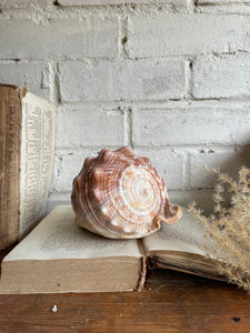 Old Conch Shell