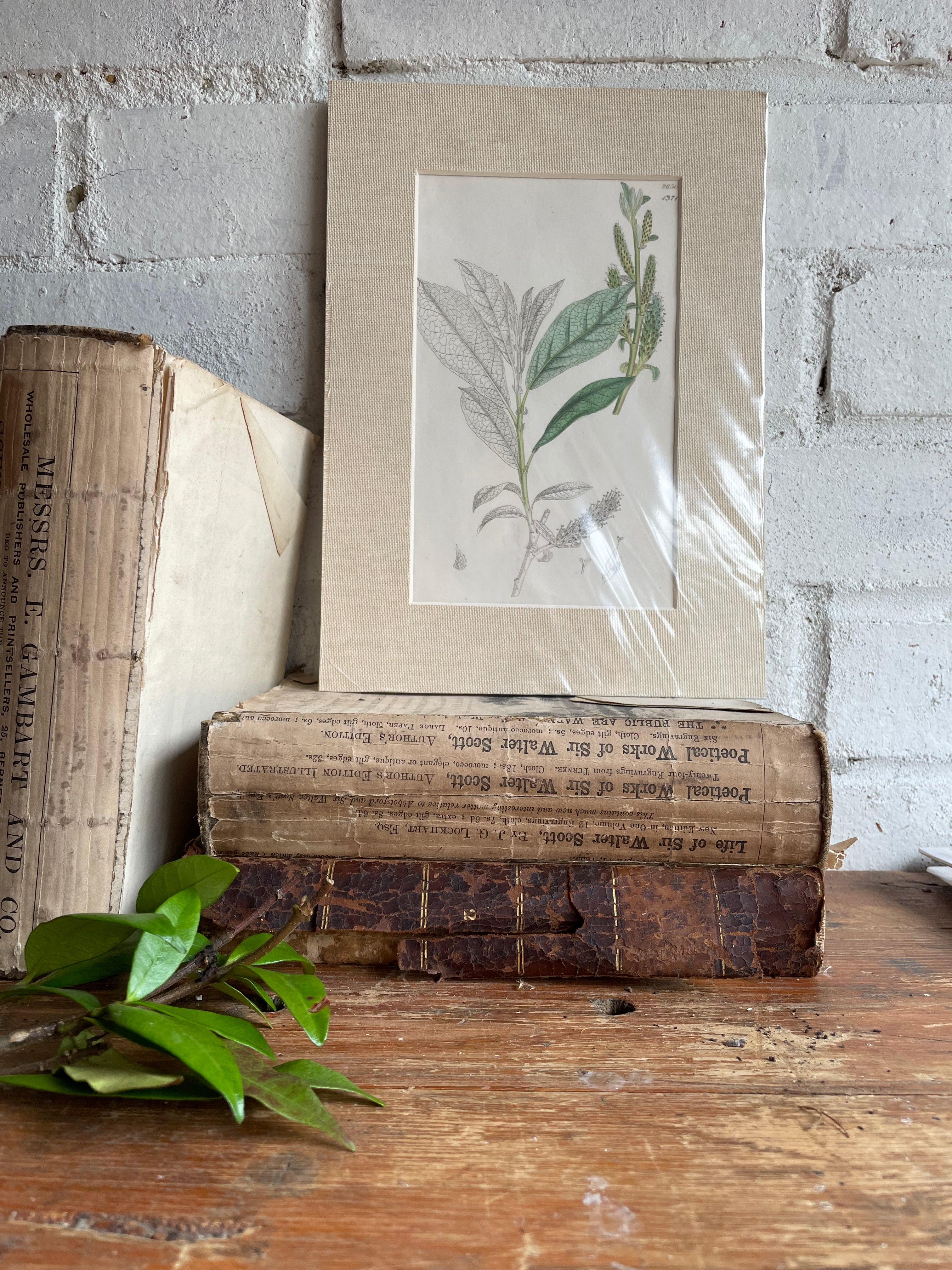 19th Century Botanical Illustration with Linen Mount - 2650