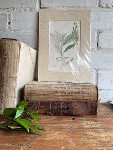19th Century Botanical Illustration with Linen Mount - 2650
