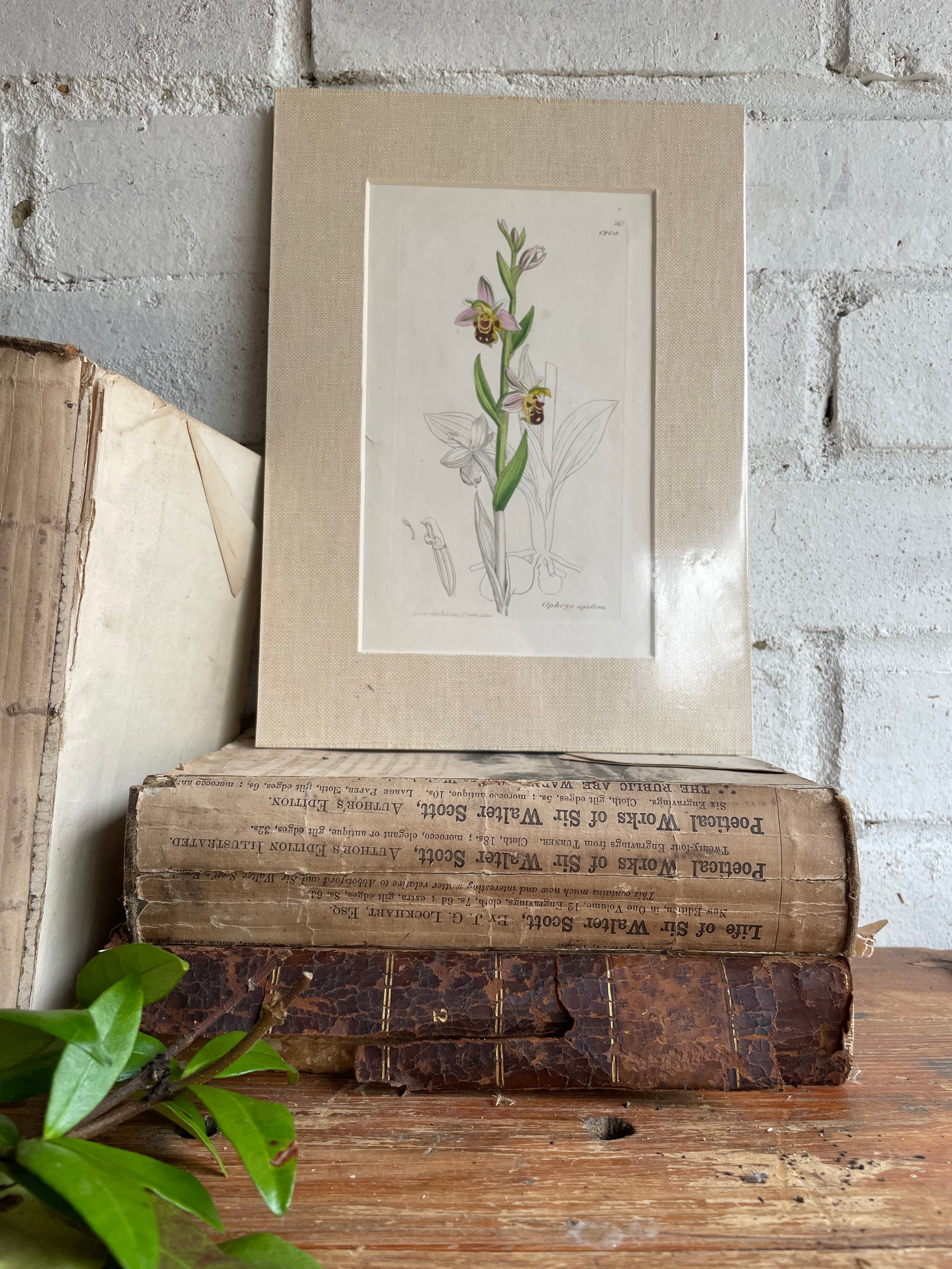 19th Century Botanical Illustration with Linen Mount - Orphrys Apifera
