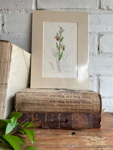 19th Century Botanical Illustration with Linen Mount - Orphrys Apifera