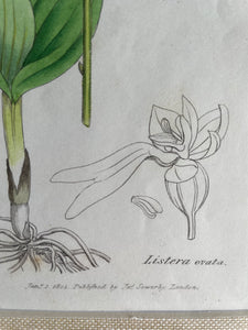 19th Century Botanical Illustration with Linen Mount - Listera Ovata