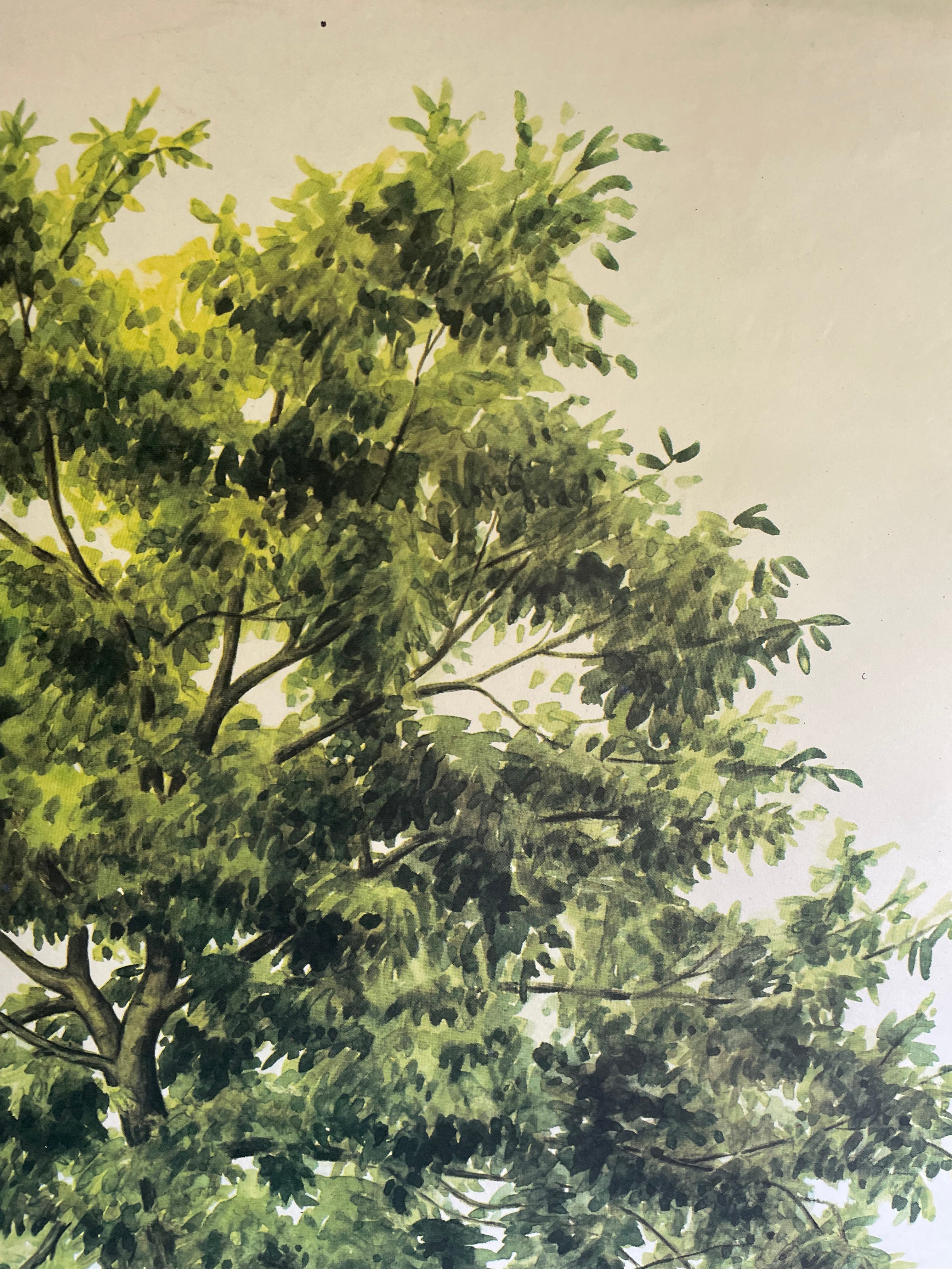 Vintage Botanical School Chart of a Walnut Tree