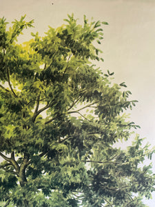 Vintage Botanical School Chart of a Walnut Tree