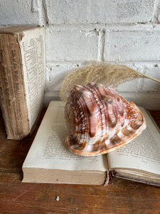 Old Conch Shell