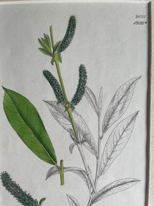 19th Century Botanical Illustration with Linen Mount - 2651